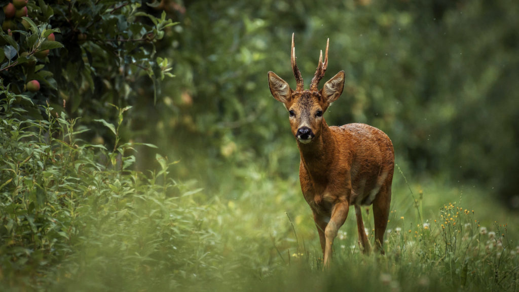 Rehbock auf einer Waldlichtung